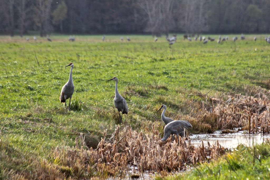 Sandhill Cranes Migration