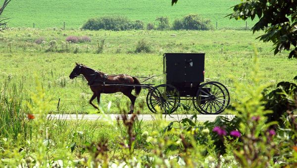 An Amish buggy is pulled by a horse down a country road.