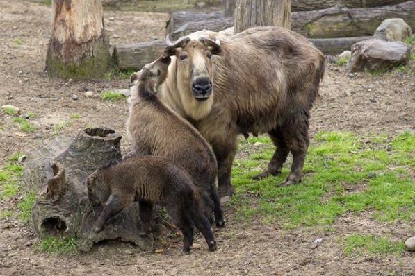 Potawatomi Zoo Winter Days | NITDC