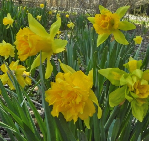 Daffodil Hike | NITDC