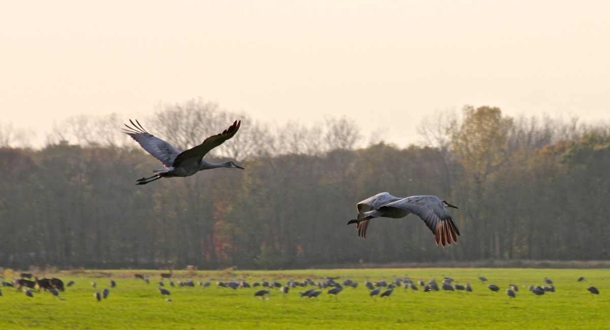 Birding in the Indiana Dunes - Sandhill Crane Migration