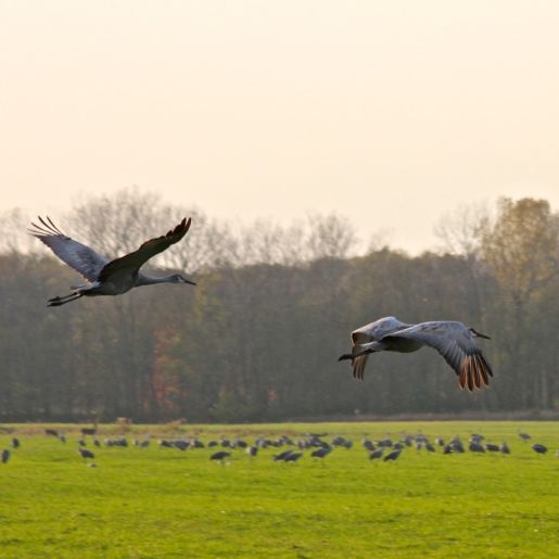 Birding in the Indiana Dunes - Sandhill Crane Migration