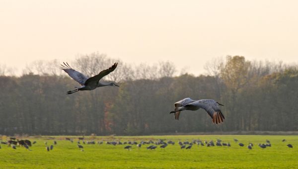 Birding in the Indiana Dunes - Sandhill Crane Migration